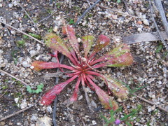 Drosera bulbosa