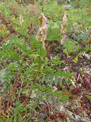 Hedysarum occidentale