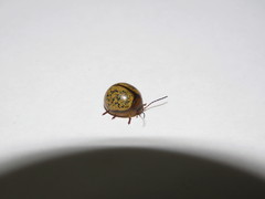 Dicranosterna hemisphaerica