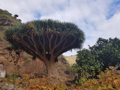 Dracaena draco