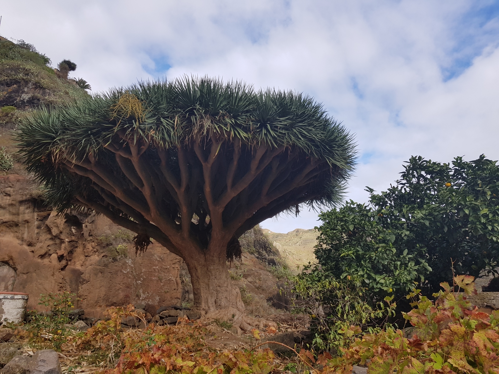 Kanarischer Drachenbaum (Dracaena draco): Herkunft und Verwendung — foto 3
