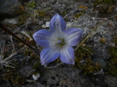 Wahlenbergia pygmaea