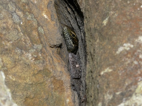 Broad-tailed Gecko, Phyllurus platurus