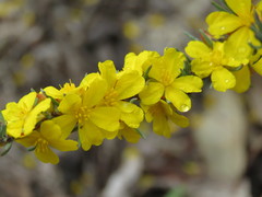 Hibbertia hemignosta