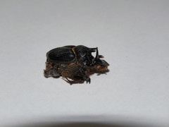 Onthophagus ferox