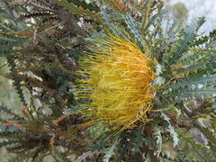Banksia stuposa
