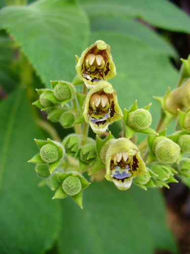 Rhytidophyllum