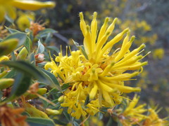 Lambertia ilicifolia