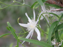 Clematis linearifolia