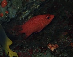 Sargocentron tiereoides