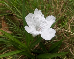 Ruellia metziae