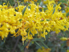 Lambertia ilicifolia