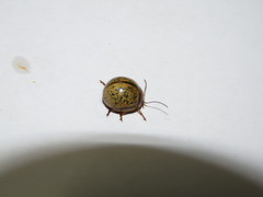 Dicranosterna hemisphaerica