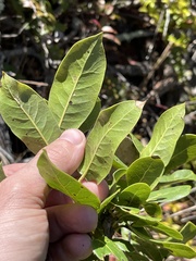 Quercus parvula parvula