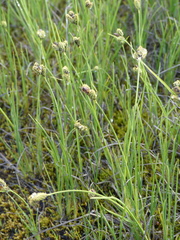 Carex lenticularis