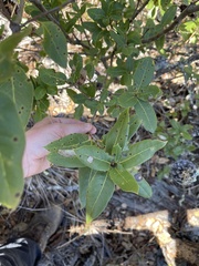 Quercus parvula parvula