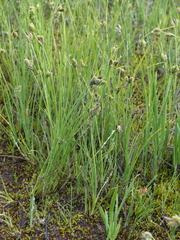 Carex lenticularis