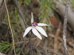 Caladenia saccharata