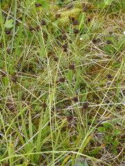Carex illota