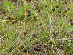 Carex illota