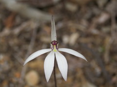 Caladenia saccharata