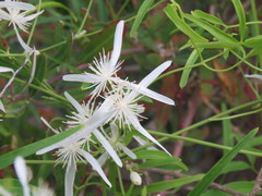Clematis linearifolia