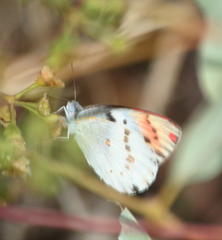 Colotis annae annae