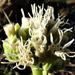 Stomatanthes africanus - Photo (c) Kate Braun, some rights reserved (CC BY-NC), uploaded by Kate Braun