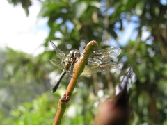 Micrathyria hypodidyma