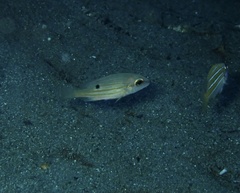 Lutjanus ehrenbergii