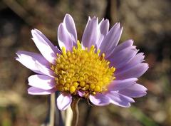 Afroaster serrulatus