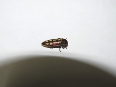 Castiarina crocicolor