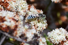 Bembix