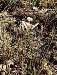 Afroaster serrulatus