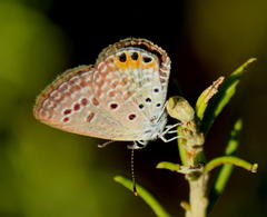 Freyeria trochylus