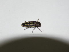 Castiarina crocicolor