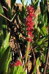 Acalypha punctata punctata