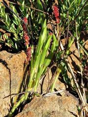 Acalypha punctata punctata