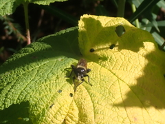 Laphria asturina