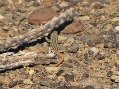 Pedioplanis burchelli