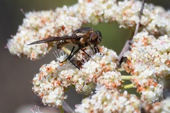 Exoprosopa