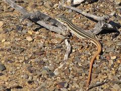 Pedioplanis burchelli