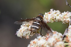 Exoprosopa
