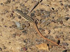 Pedioplanis burchelli