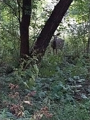 Odocoileus virginianus