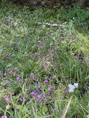 Mirabilis melanotricha