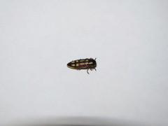 Castiarina crocicolor