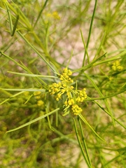 Sartwellia flaveriae
