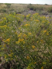 Sartwellia flaveriae