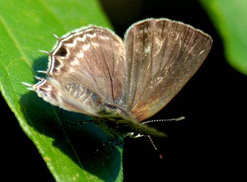 Forest Hairtail
